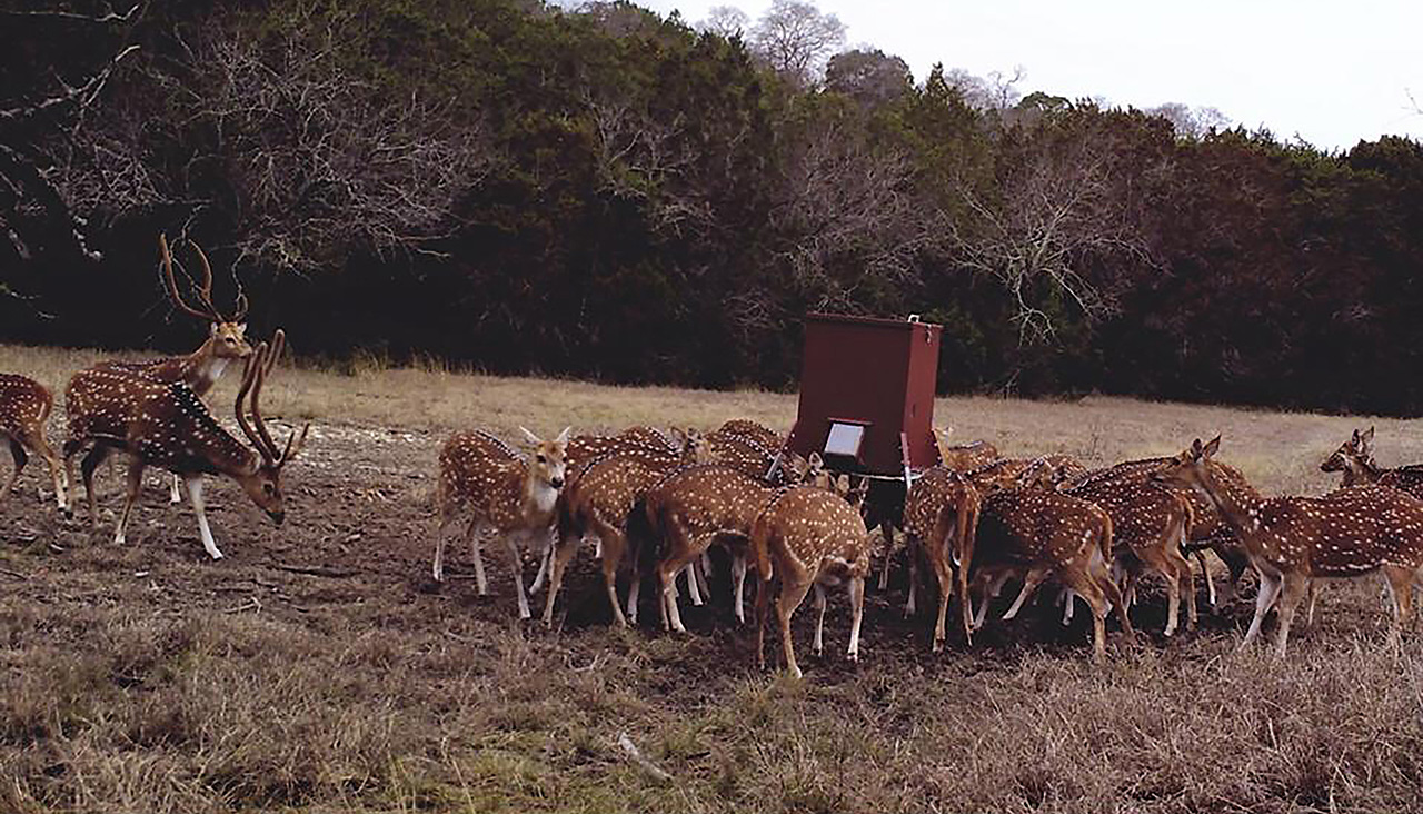 Judge feeder in use on a ranch