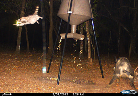 Original field photo 1: raccoon investigating a Judge feeder