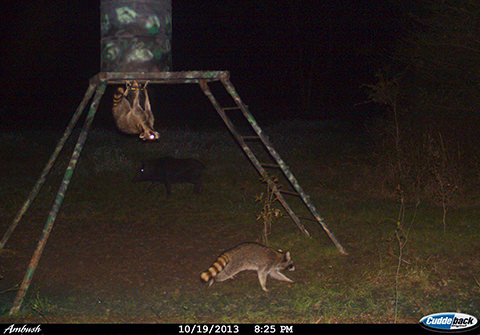 Original field photo 2: raccoon investigating a Judge feeder
