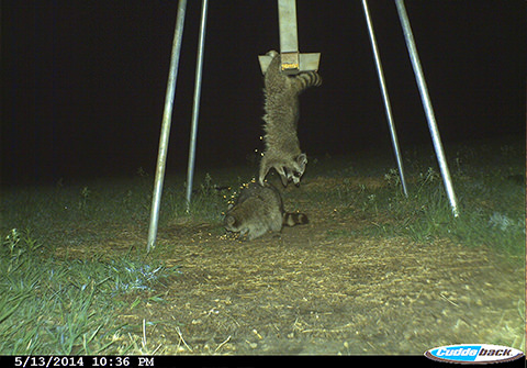 Original field photo 3: raccoon investigating a Judge feeder