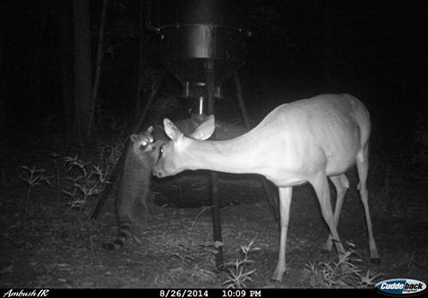 Original field photo 4: raccoon investigating a Judge feeder